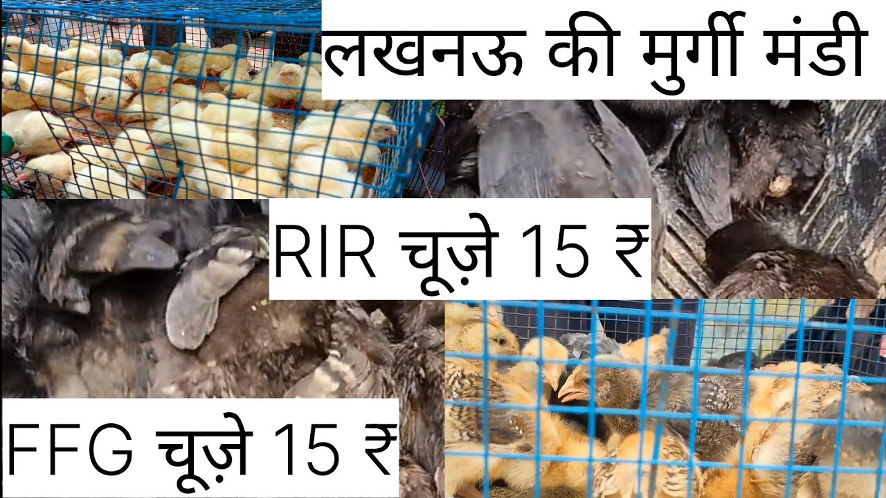 लखनऊ की मशहूर मुर्गा #मंडी नींबू पार्क #नखास चिड़िया बाज़ार #pets and Animals Market।।