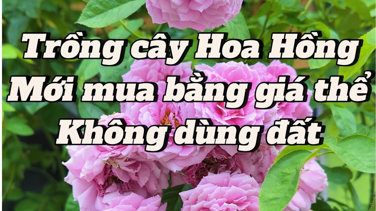 Hướng dẫn trồng và chăm sóc cây Hoa Hồng mới mua