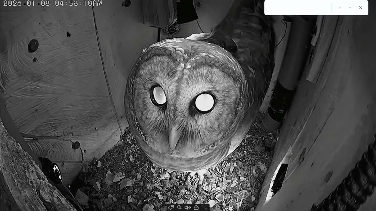 Papa Owl Returns, 2026 Nesting Season, Leesville Owls 2026 01 08