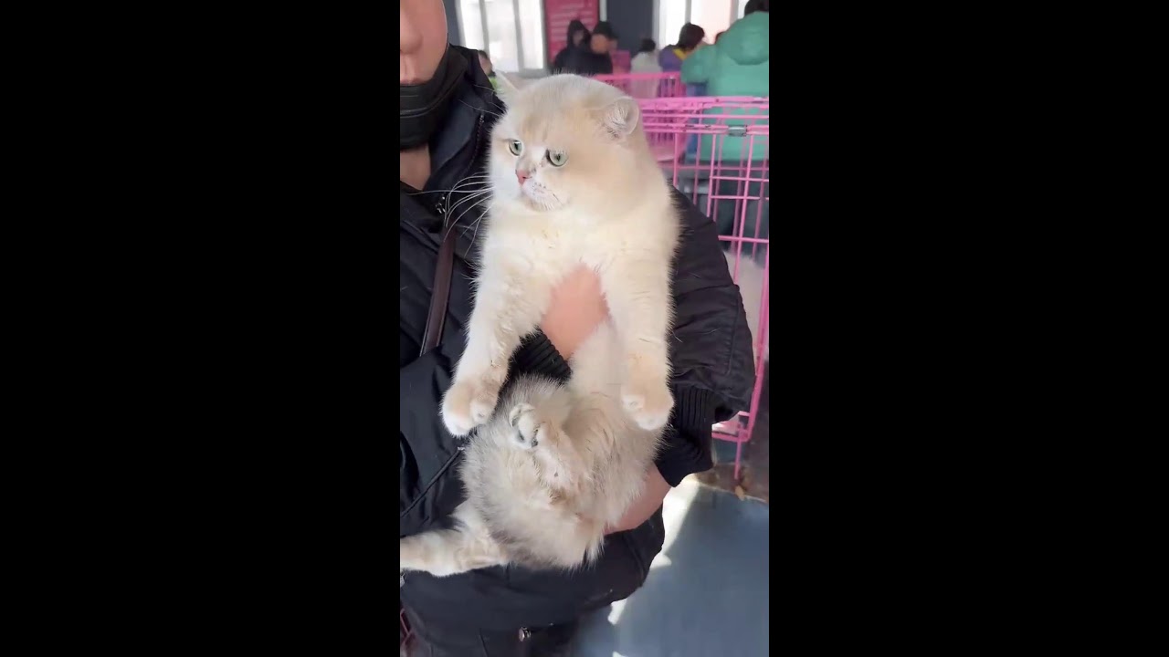 Cat Market Livestream | Chaotic Sound Layers | First-Person Exploration