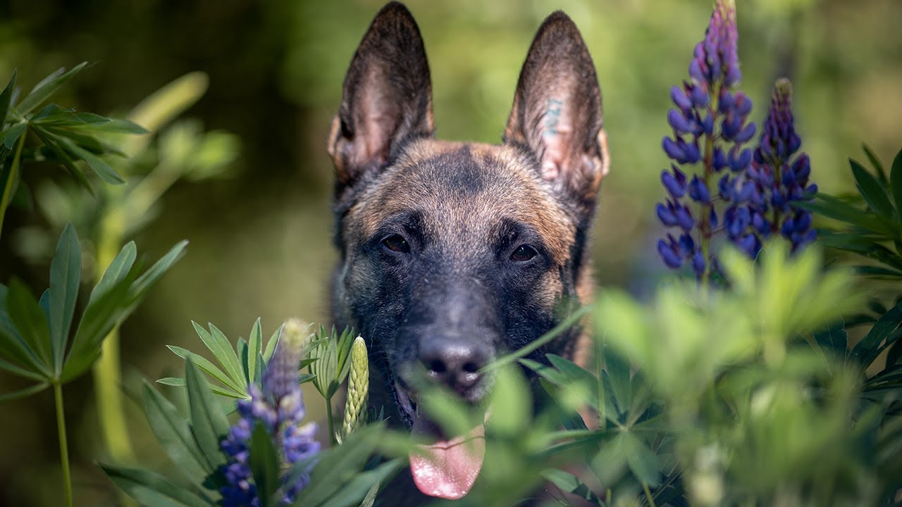 Haustierfotografie mit Tanja Brandt #CreateYourLight
