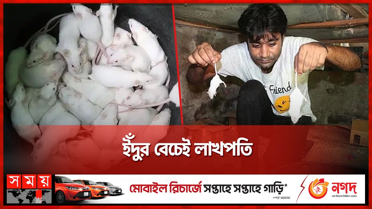 ইঁদুর যেভাবে ভাগ্য বদল করল রাজশাহীর মামুনের | Rat Breeding Farm | Rajshahi | Somoy TV
