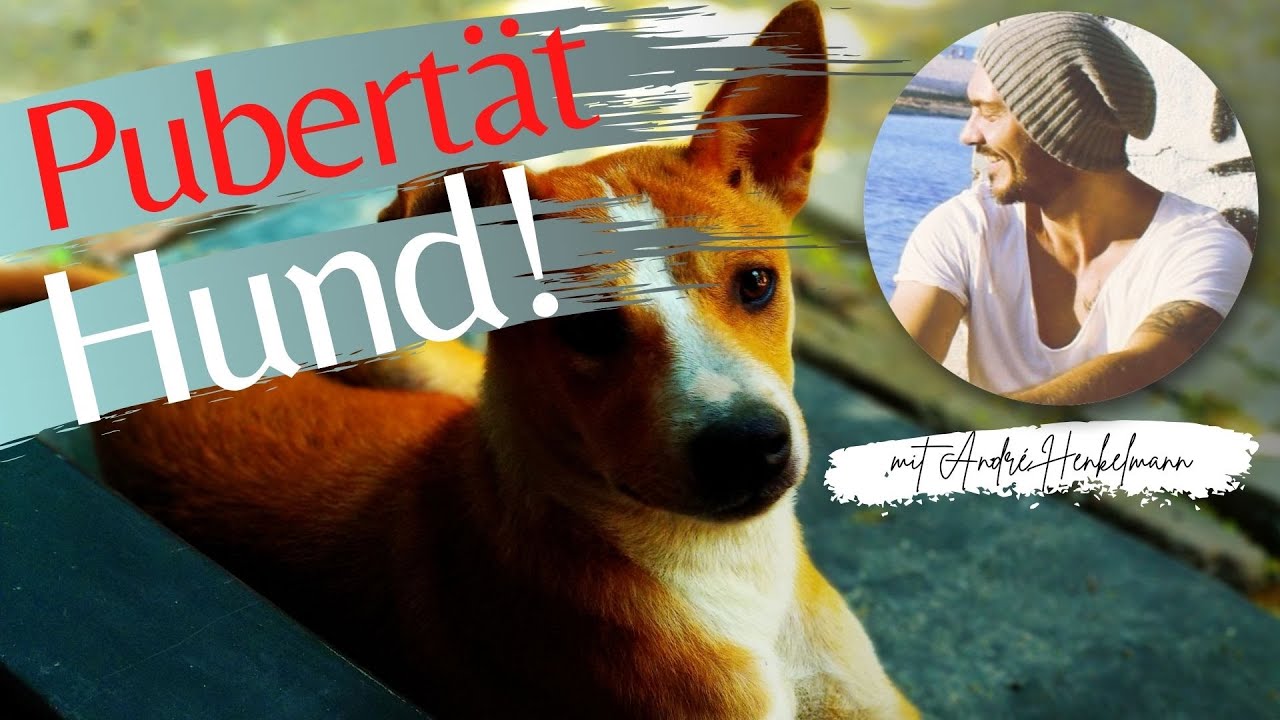 Pubertät beim Hund! Hundeerziehung/Profi-Tipps!