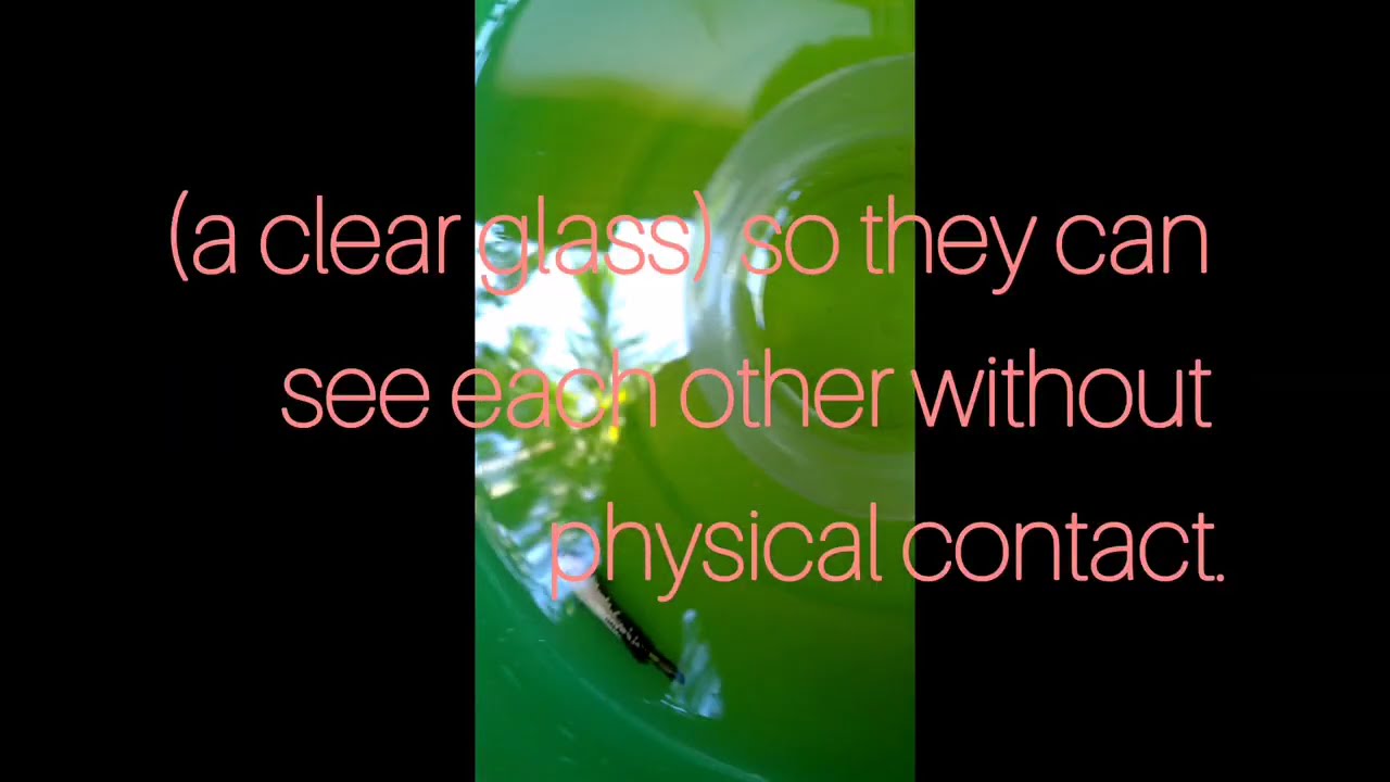 How to breed betta samurai explain #bettafish