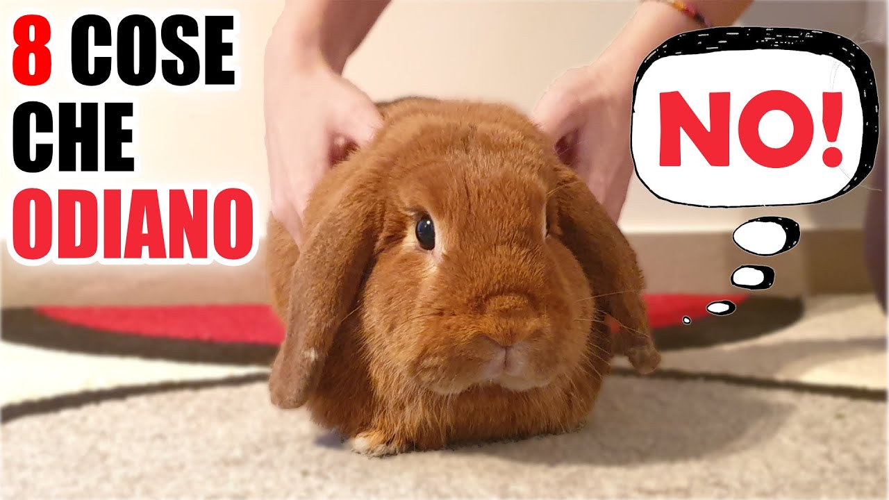 8 COSE che i CONIGLI ODIANO