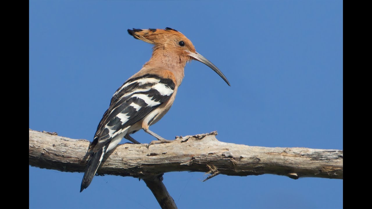 Hoopoe at Meir Park, Tel Aviv, Israel (Israel's national bird)