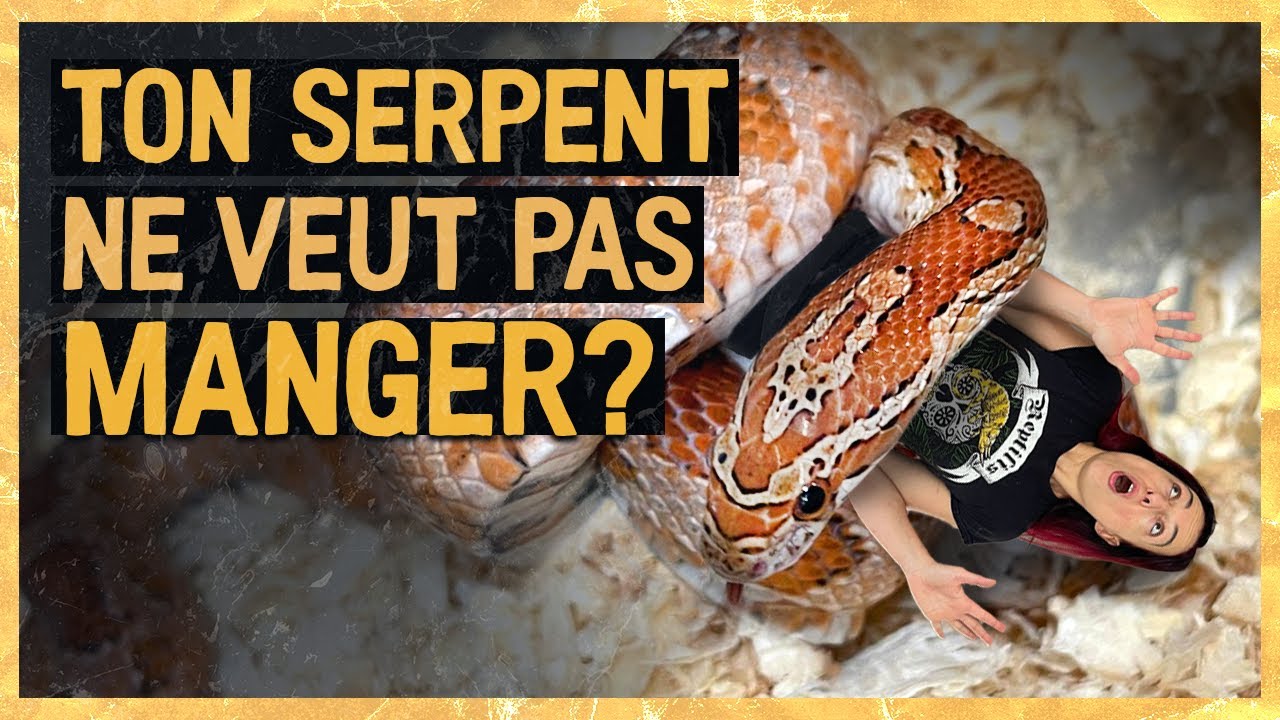 Ton serpent ne veut pas manger ?