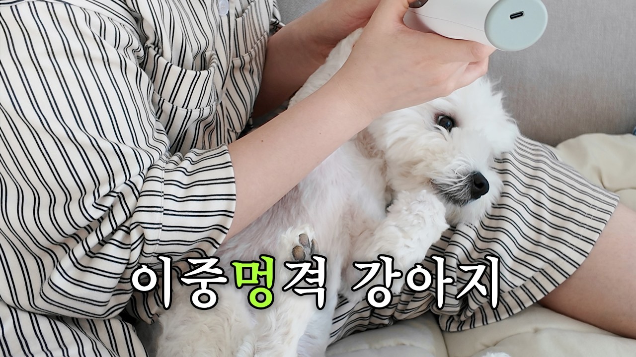 [우리집 멍멍이] 애견운동장에서 신나게 뛰어논 하루