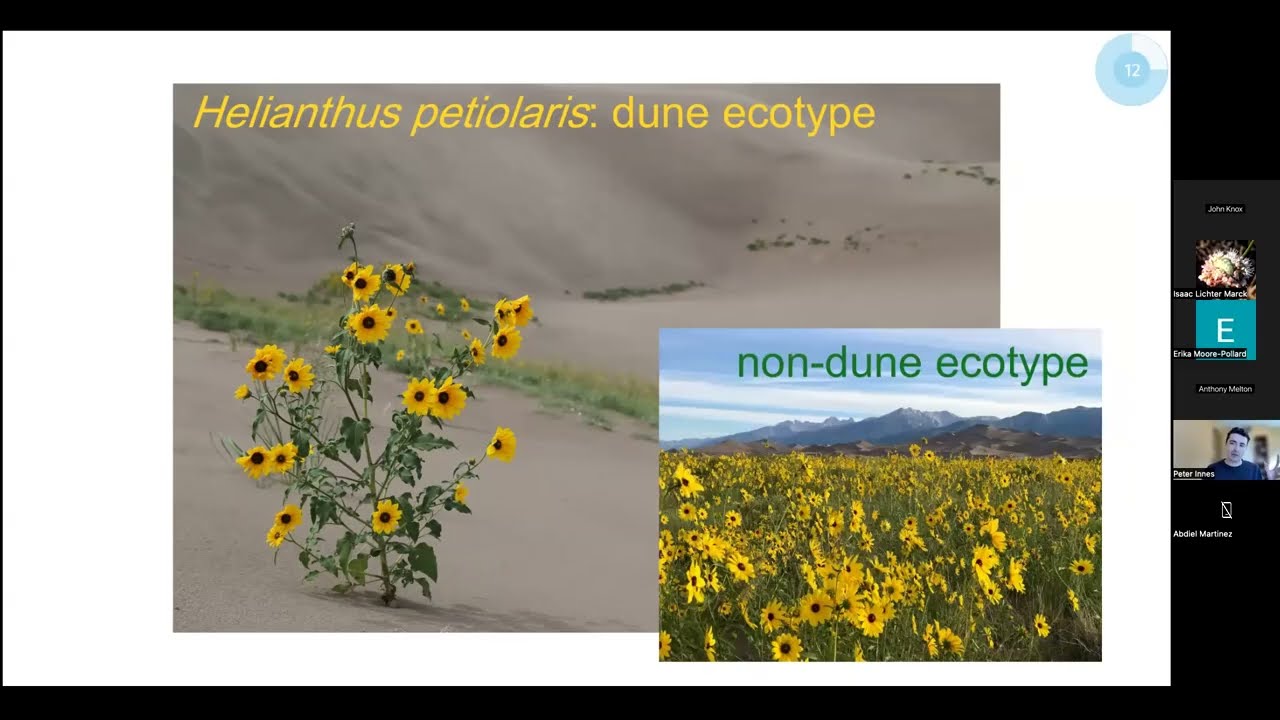 Tica Talks - May 12th, 2025 - Molecular ecology: Great Sand Dune Sunflowers and Big Basin Sagebrush