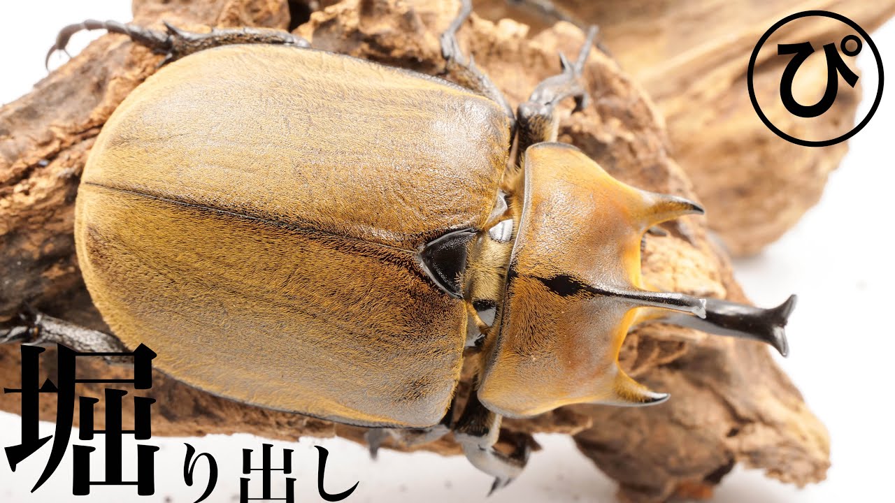 学名が変わりすぎるゾウカブトを掘り出しました！