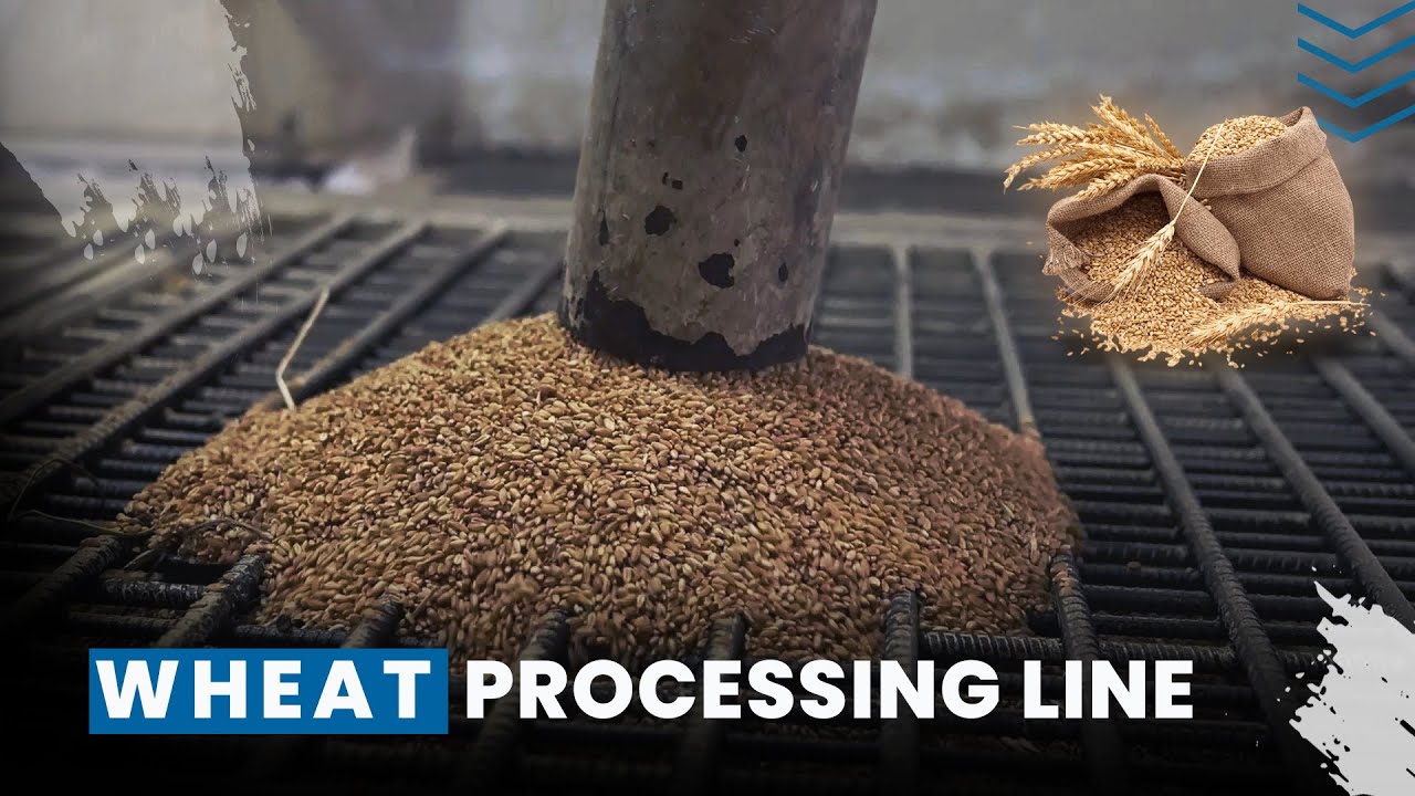 Wheat Processing Plant | How Wheat is Process inside the Factory | Wheat Processing Line