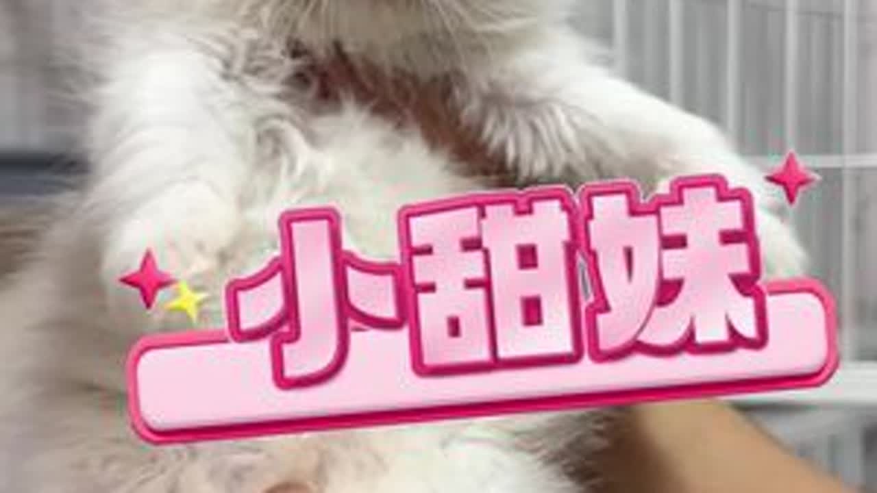 甜美可爱的五只仙女布偶猫#萌宠 #萌宠出道计划 #布偶猫 #布偶猫日常