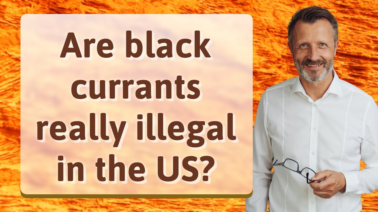 Are black currants really illegal in the US?