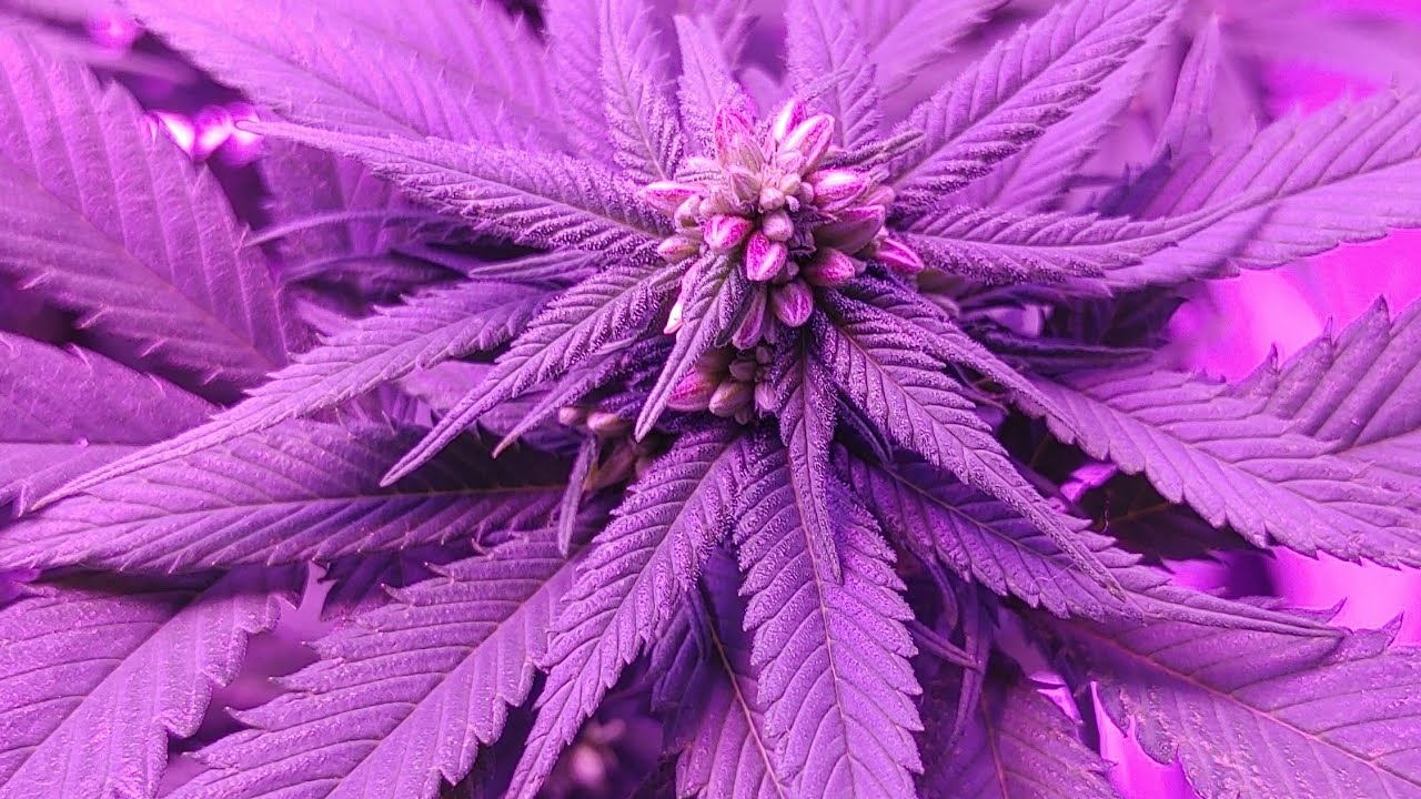 feminized pollen sacs watching