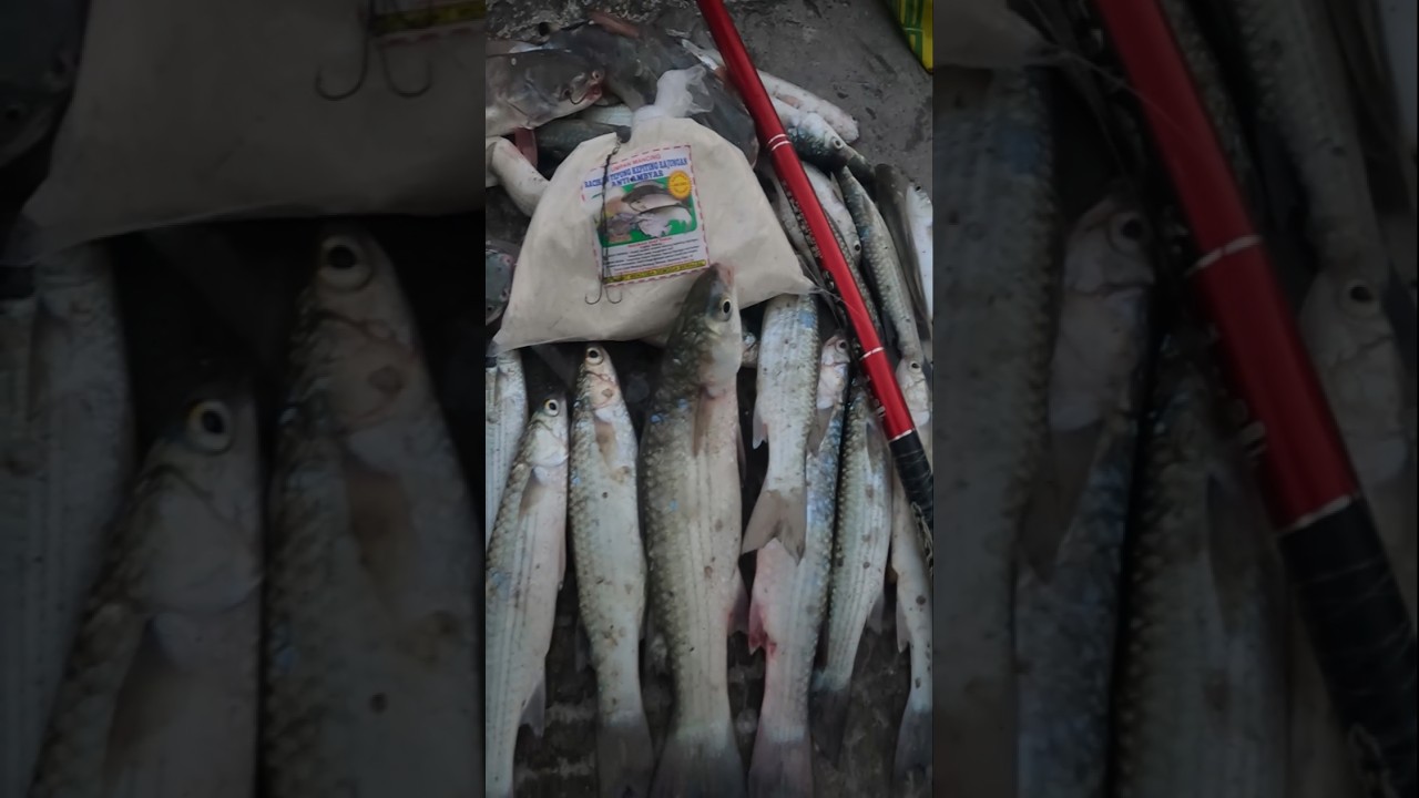 Fun Fishing Yang Penting Strike, Pasti Hepi .. Mancing Belanak, Mullet Fishing