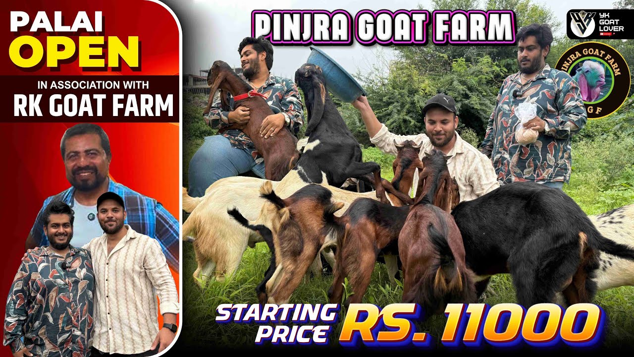 Pinjra Goat Farm Pune Palai open & Pune Climate Sett Kota Goats kids at Best Price I YK Goat Lover