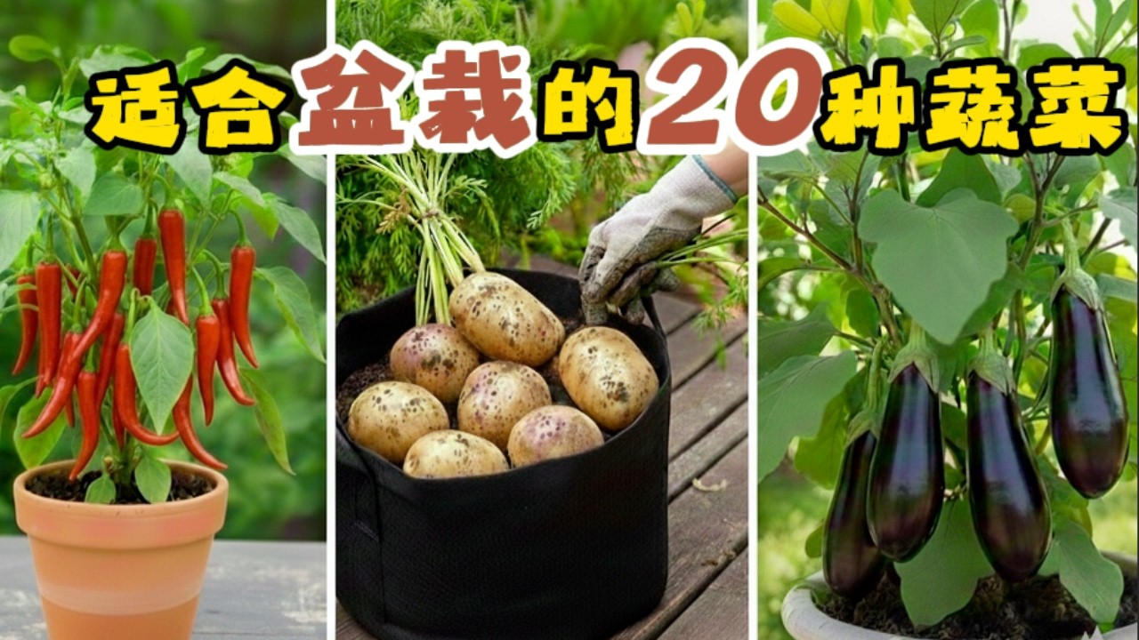 20种最值得盆栽的蔬菜 🪴 Best 20 Pot-Growing Veggies (Dual Audio/Subtitles)