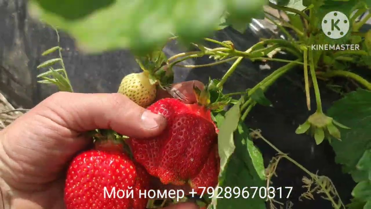 Начало сезона сбора ягоды.
