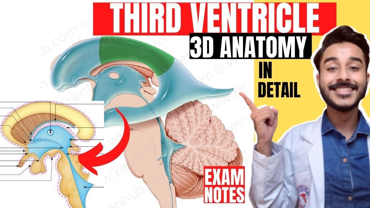 third ventricle anatomy 3d | anatomy of third ventricle of brain anatomy
