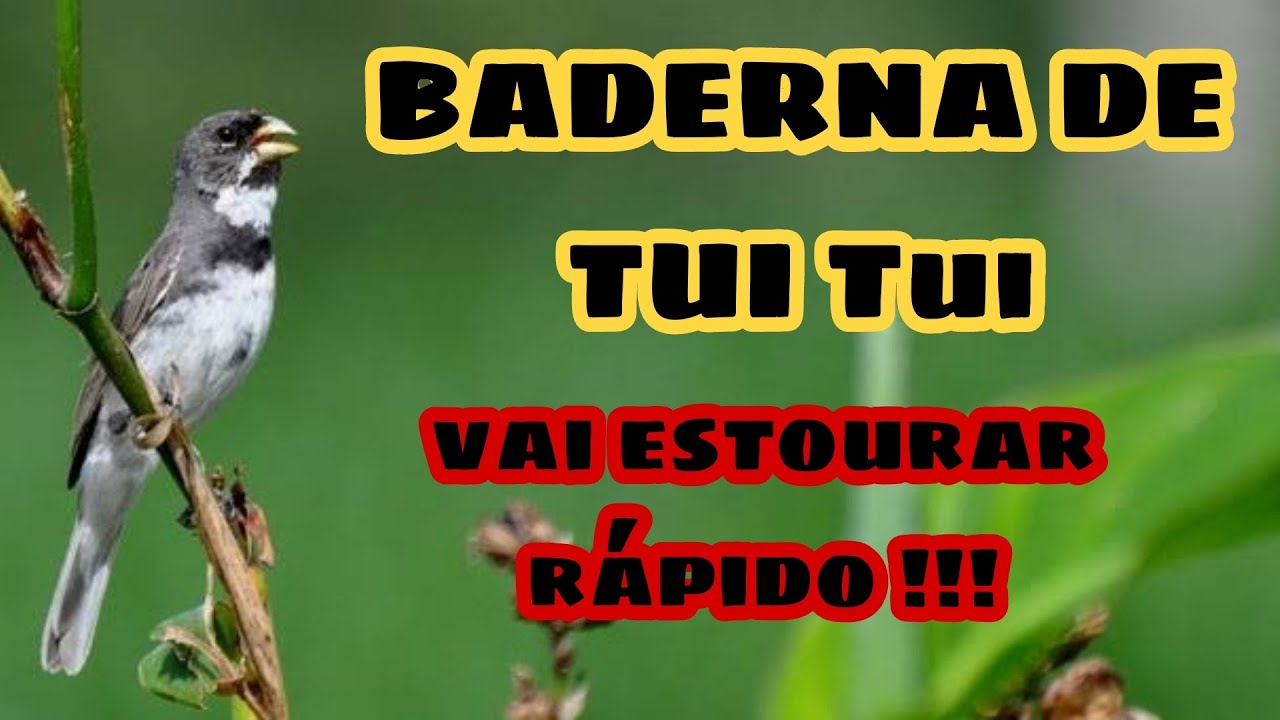 A MELHOR BADERNA DE COLEIRO TUI TUI