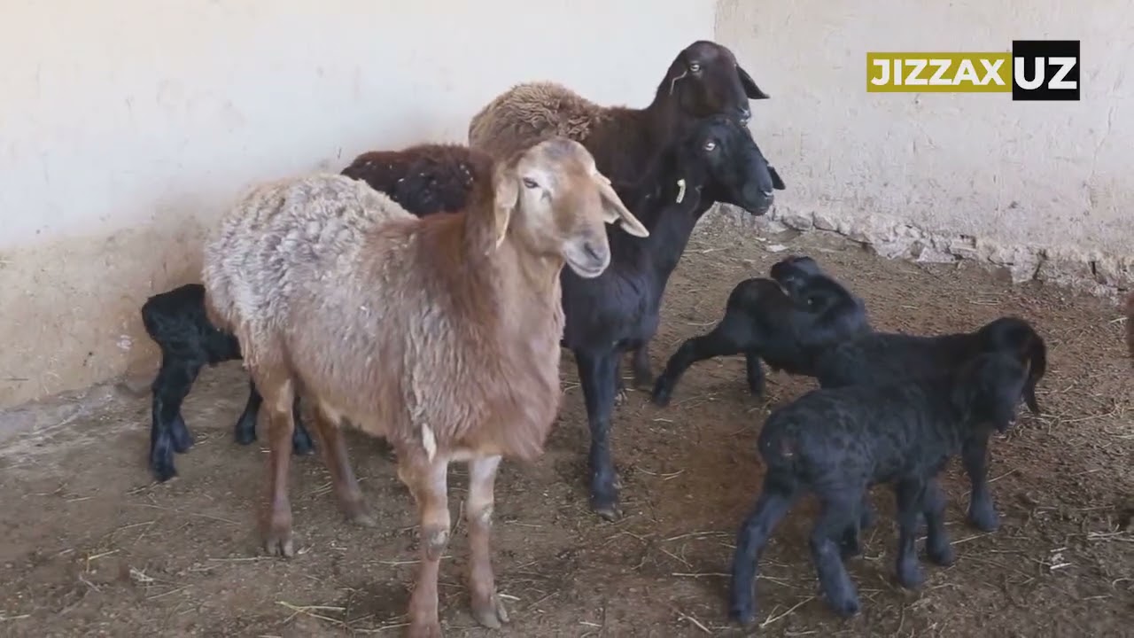 Videoreportaj: Paxtakor tumanida fermer xo‘jaliklarida chorvachilik rivojlantirilmoqda