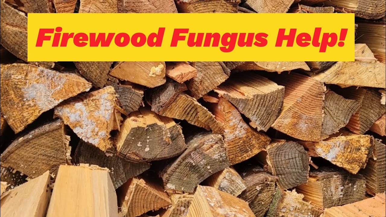 Firewood Fungus!