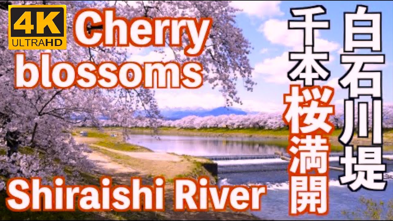 4K 白石川堤 一目千本桜 Cherry blossoms Shiraishi Rivve 宮城 花見 宮城観光 桜の名所 東北の桜 日本の桜 sakura full bloom Japan 2020