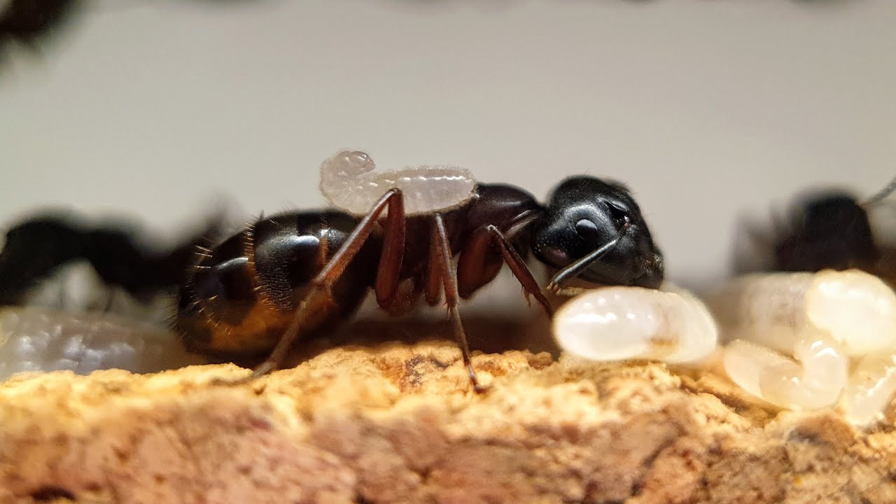 Camponotus herculeanus - Gmachówka cieśla