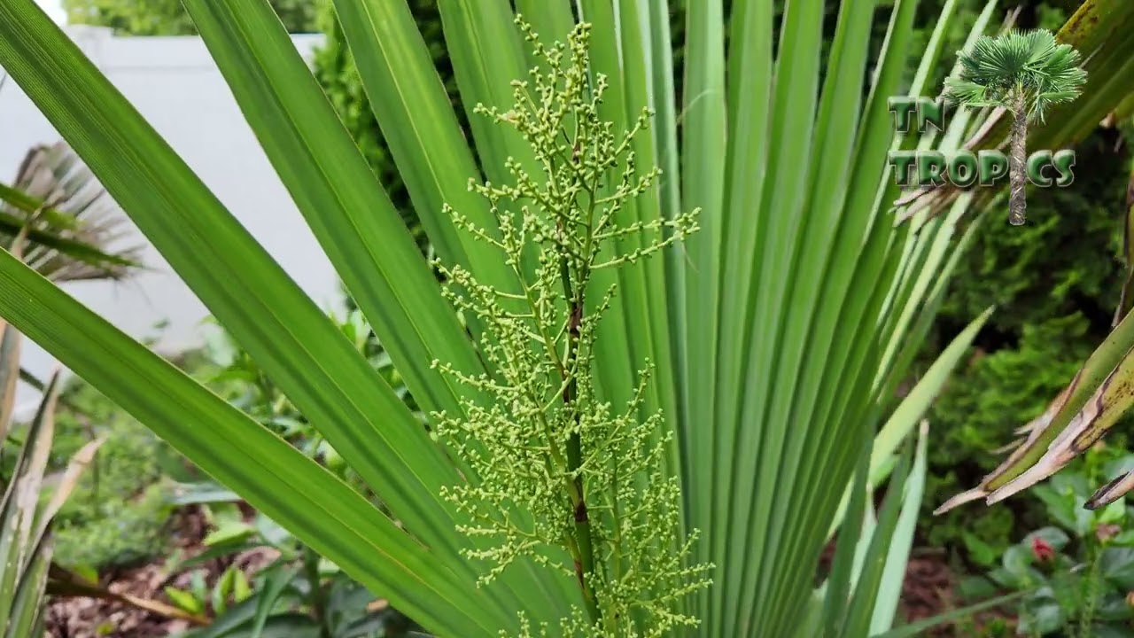 Sabal minor vs Trunking Sabal bloom