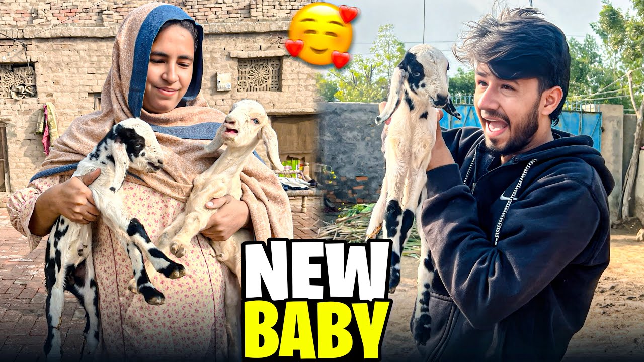 Bakri Ke Do Cute Bache 😍 | Baji Bohat Zyada Khush | Village Life Vlog