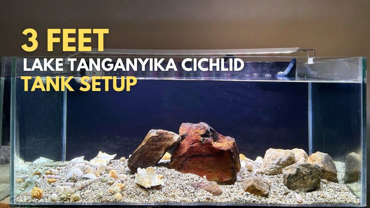 3 Feet Lake Tanganyika Cichlid Tank Setup