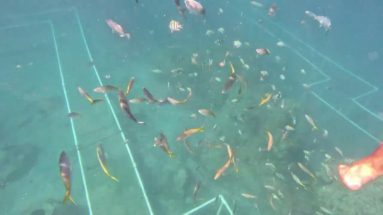 Lots of Fish several types