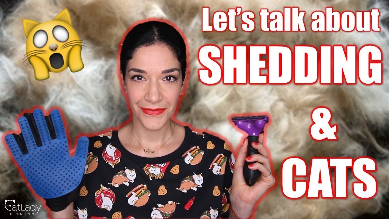 Why do cats SHED so much?! Is it normal? (Let's talk about SHEDDING) 🙀🐱