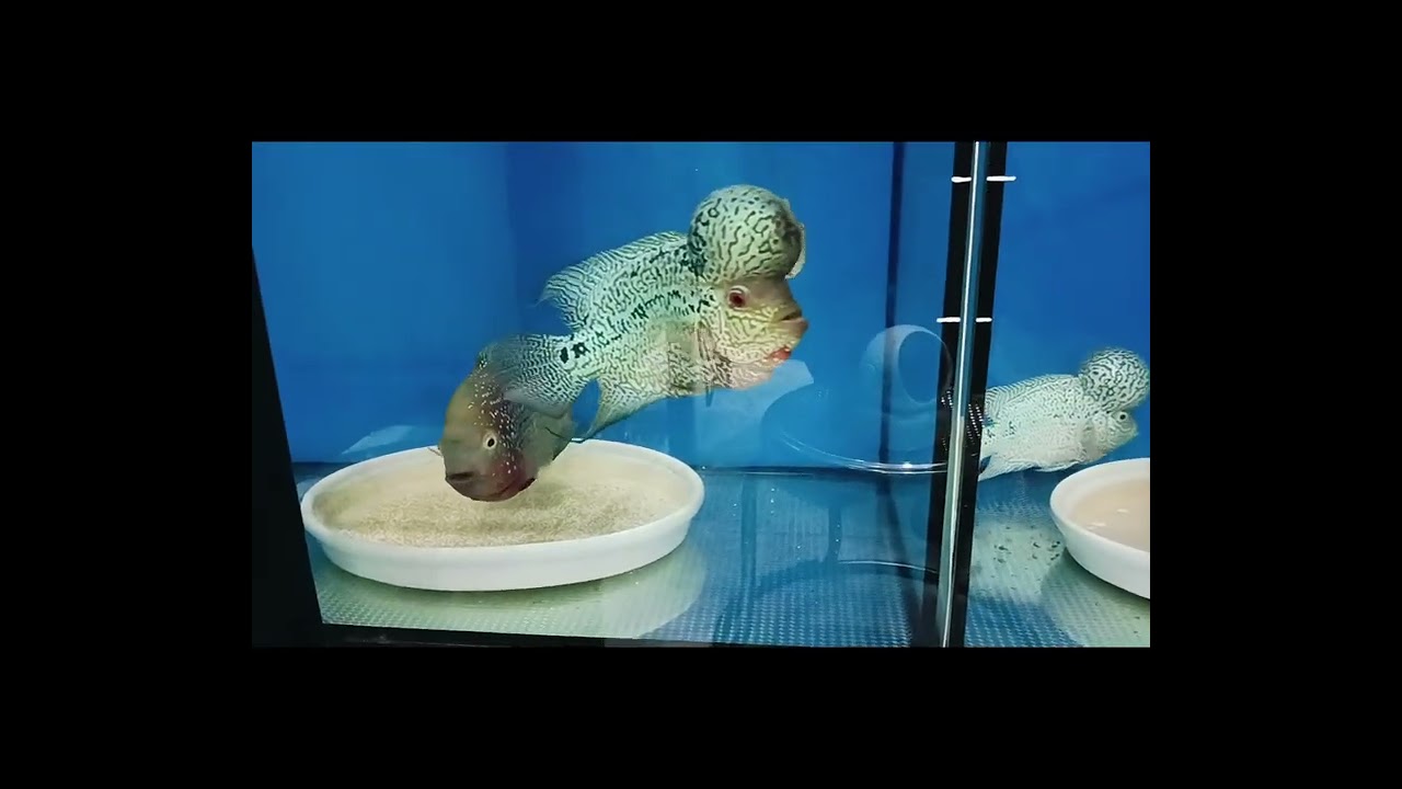 Chia Sẽ Kinh Nghiệm Ép Cá La Hán