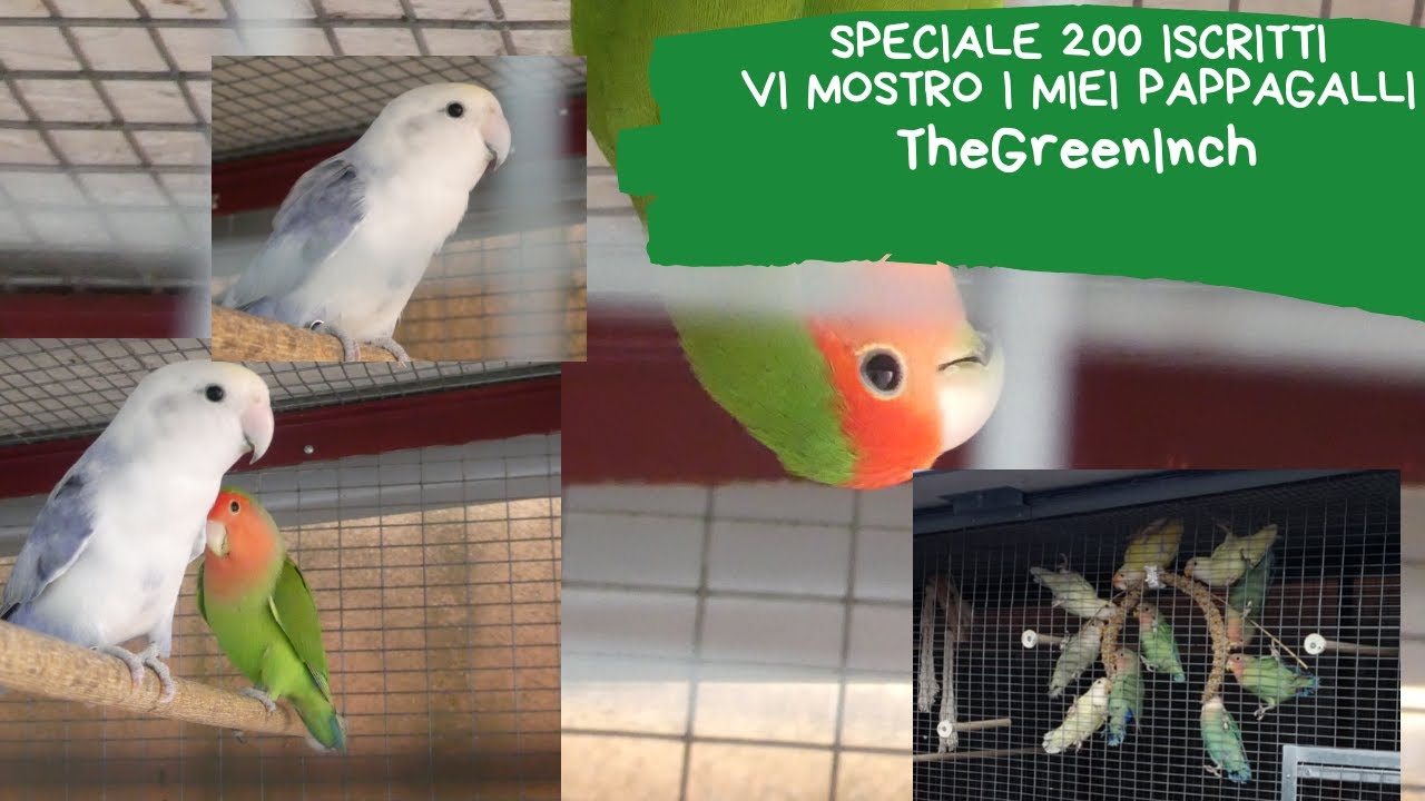 Speciale 200 iscritti! Vi mostro i miei pappagalli!   |TheGreenInch