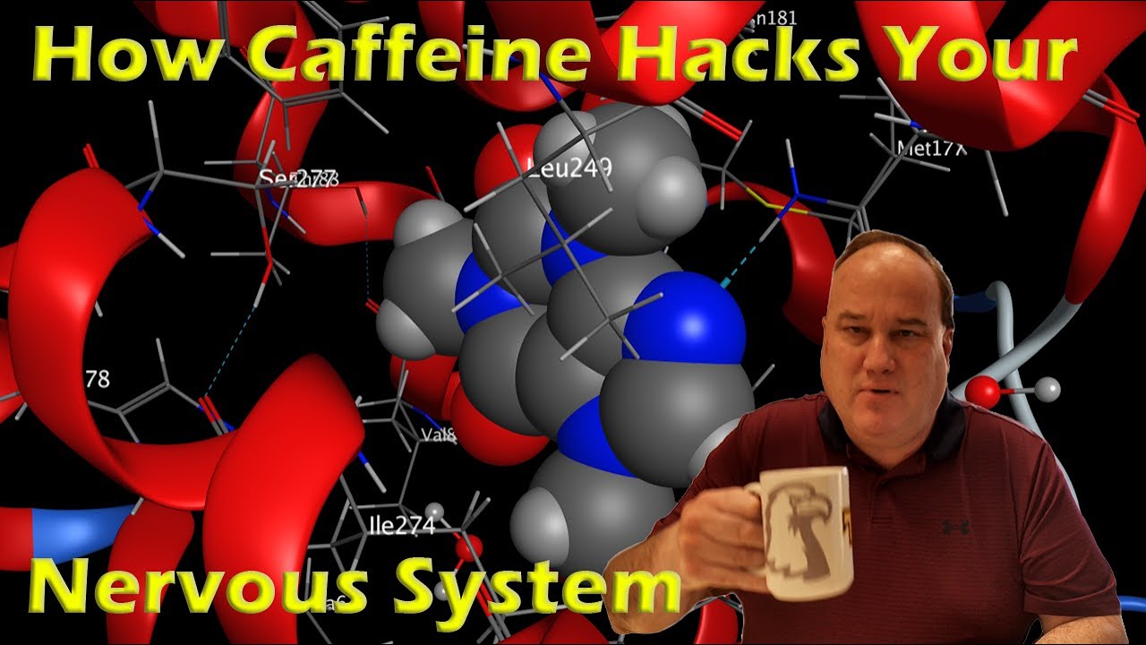How Caffeine Hacks Your Nervous System