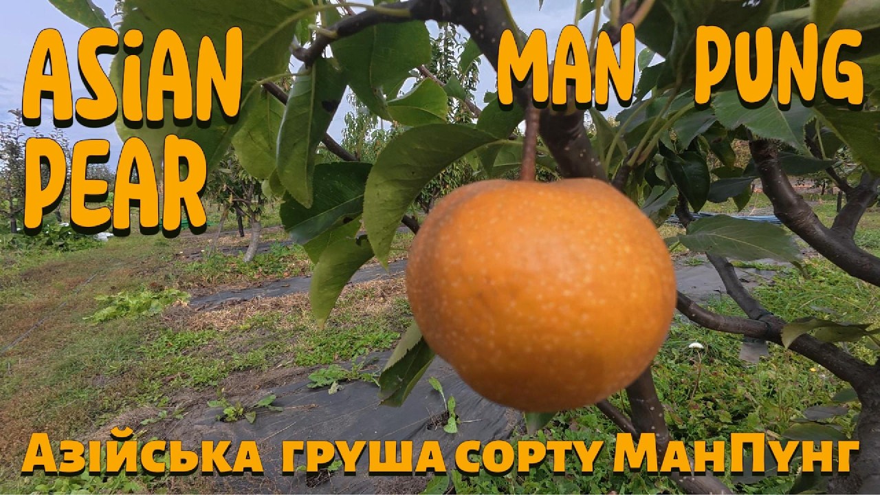 Азійська груша сорту МАН ПУНГ. Новинка в Україні 2025 р. Asian Pear Man Pung, 배만풍