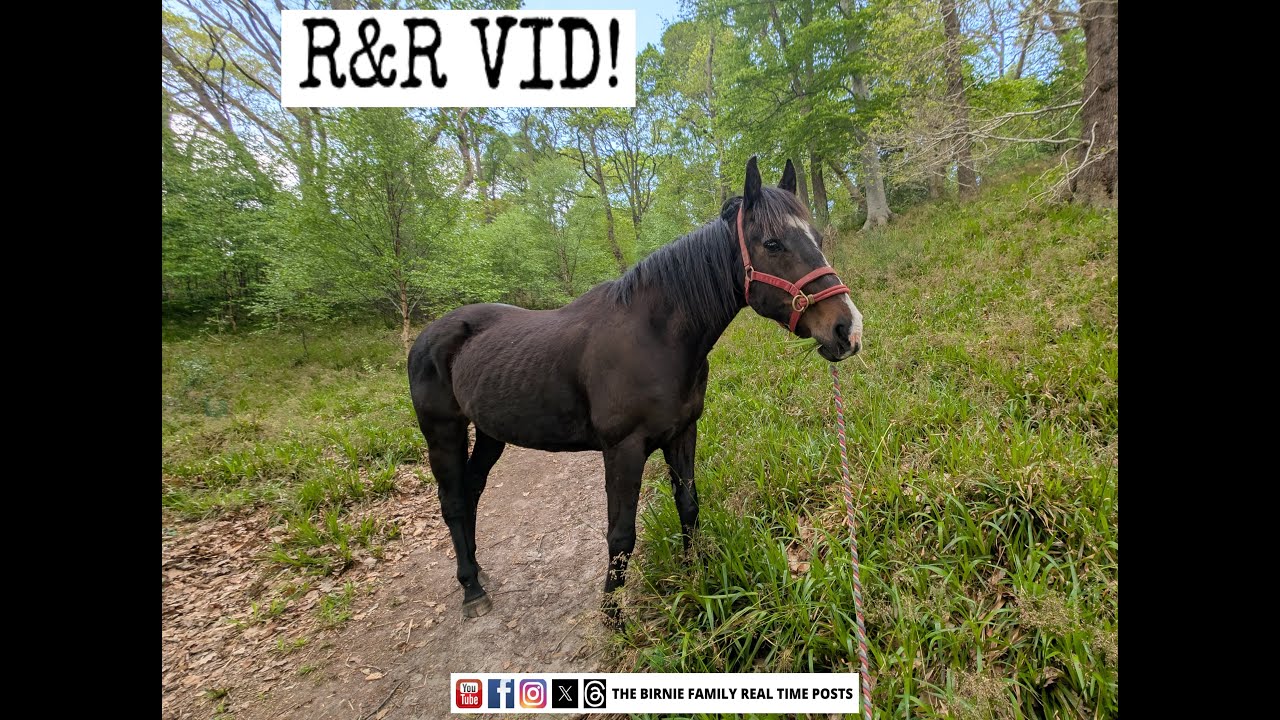 Brain Injury Recovery With Horse Therapy As A Great Rest And Recuperation Tonic - BF R&R Ep10