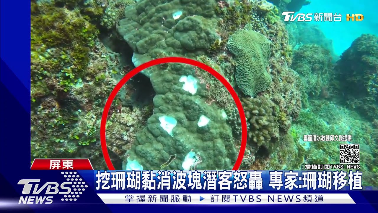 挖活珊瑚黏消波塊潛客怒轟搞破壞 專家:主動移植復育｜TVBS新聞