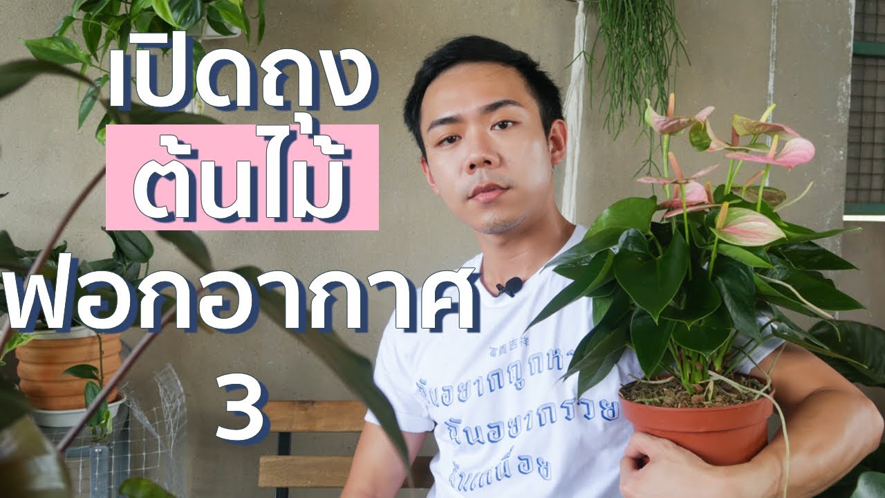 เปิดถุงต้นไม้ฟอกอากาศ ครั้งที่ 3 | Uncle Bank