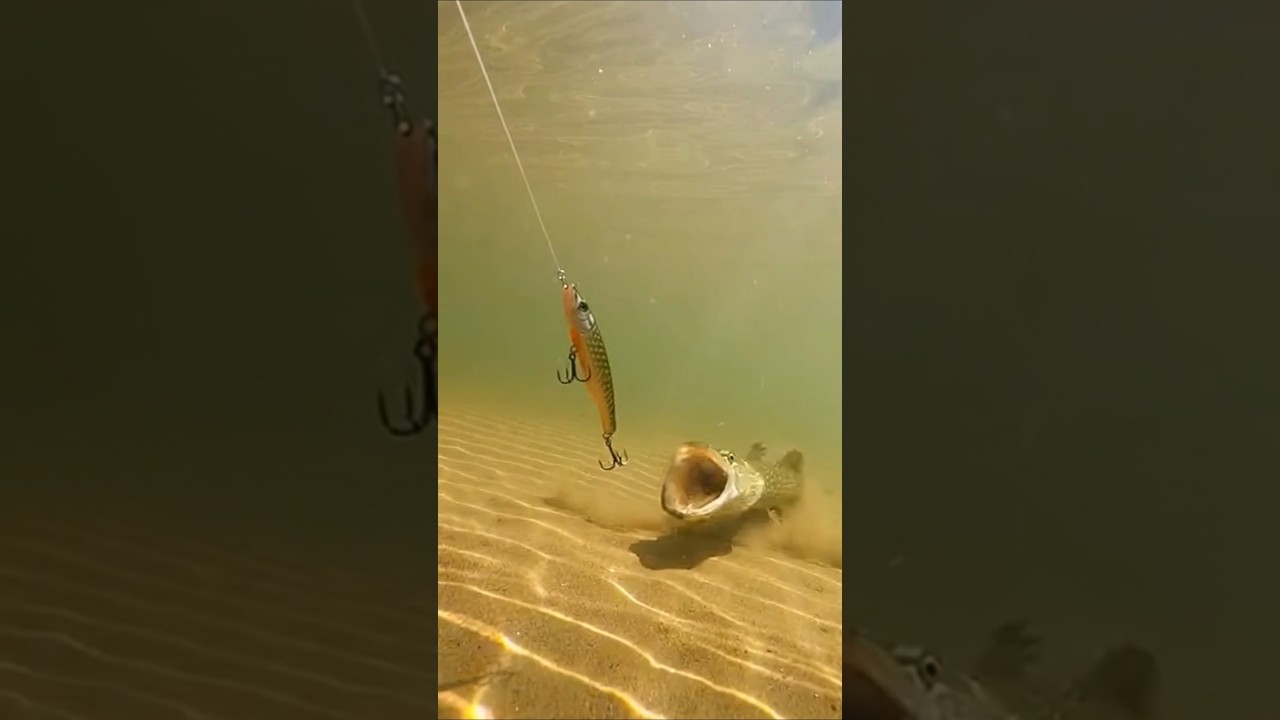 That Pike Strike Was INSANE #fishing #shorts