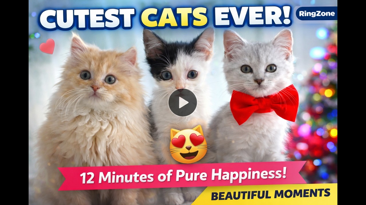 Beautiful Cat Moments That Will Melt Your Heart 😻 | Funniest & Cutest Cats Compilation 2026 |