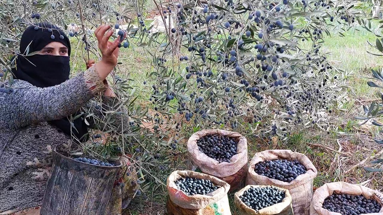 ميرزاد:حياة الريف. حصاد الزيتون وتصبيره بعدة طرق 🇩🇿