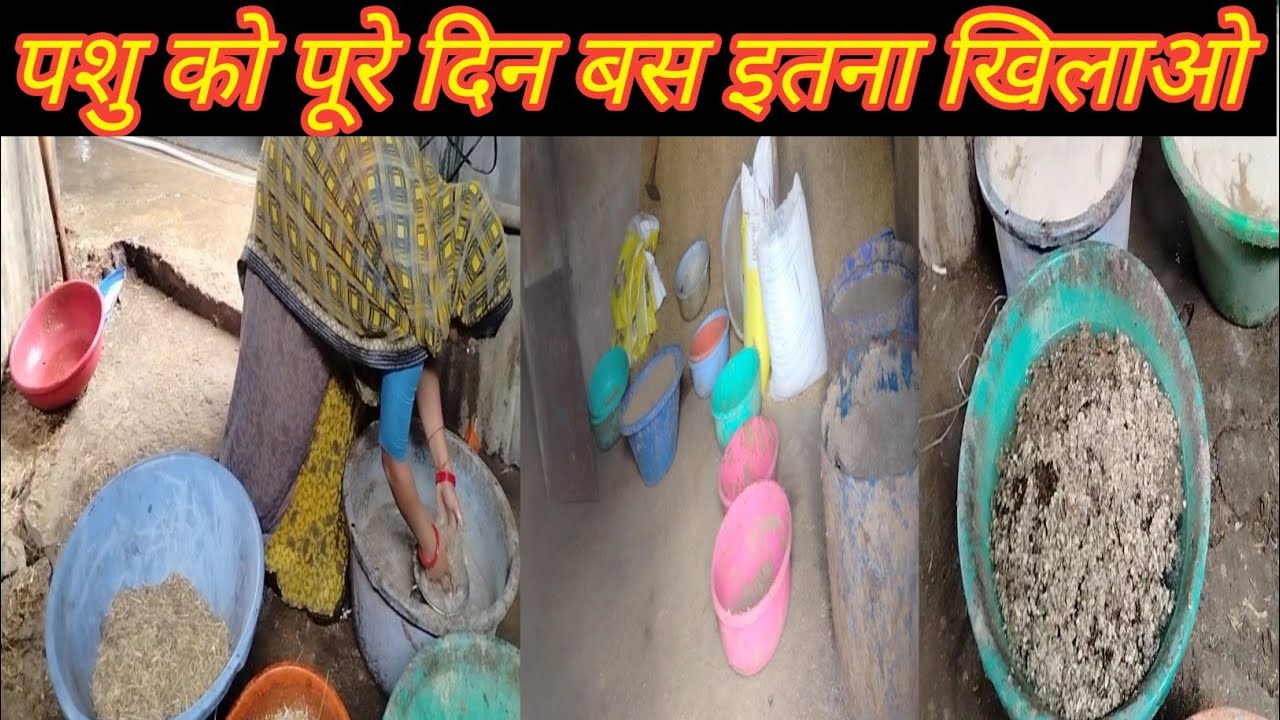 Pashu Ko Chara Kese Khilaye ।Cow Ka Pure Din Ka Diet Plan