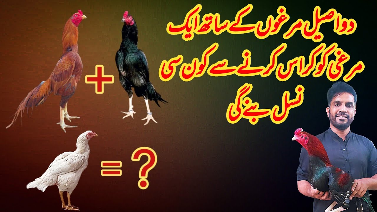 Aseel Murga Breeding results | 2 aseel Murga 1 murgi ka cross breed