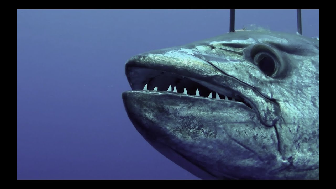 Spearfishing Madagascar 2016