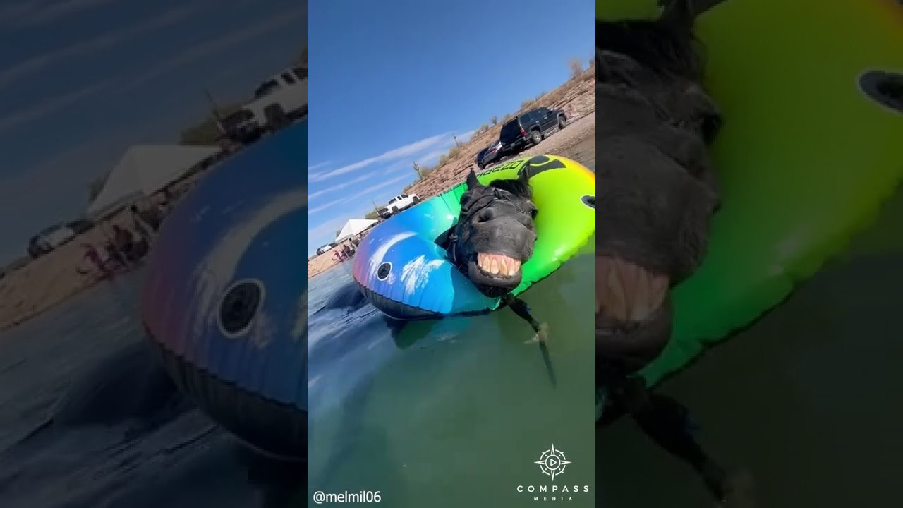 Arthritic Horse Loves Floating in Rubber Ring