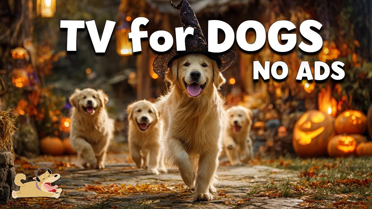 ТВ для СОБАК: Лучшее Анти-Тревожное Решение для Собак Когда Дома Одни🎵 Лучшие Видео & Веселая Музыка