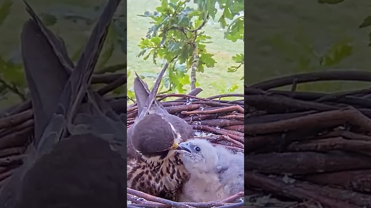 Sweet time&hearts;️with Mom #shorts @wildlifewindows