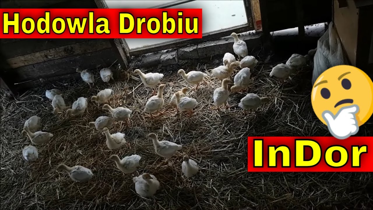 Ostatni Etap Chowu Brojlera. | indyki w kurniku dostały przestrzeń.